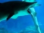弱肉強食の世界は恐ろしい！　水族館の巨大ザメが共食いする衝撃映像