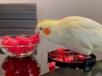 オカメインコが初めて見るラズベリー「それは食べられるモノなの？」と、ご主人の毒見を待って口をつける