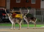 田舎だけの問題じゃない！　近頃ロンドンの街に『シカ』集団が出没中