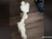 胴体の細がすぎる！ヘアカット直後の猫のボディが棒状になっていた