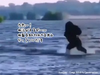 胸を叩きながら勢いよく水に入ってきたゴリラだが、冷たいのは苦手だった件