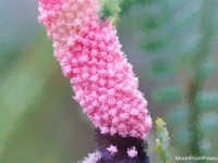 乙女ピンクな卵からの孵化、ポロポロと零れ落ちるジャンボタニシの幼体たち（※つぶつぶ大量注意）