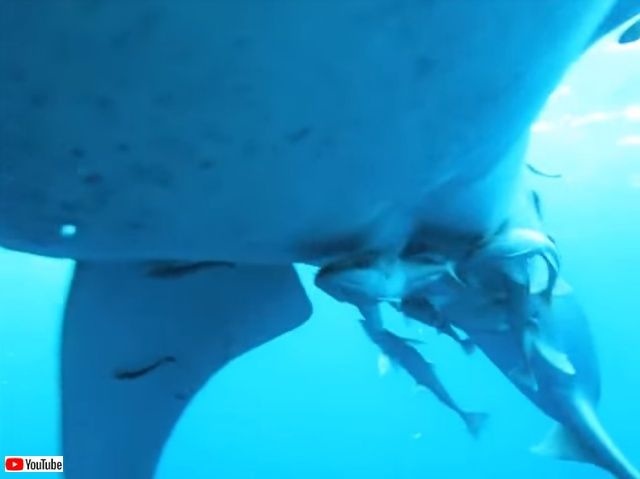 whalesharkattack3_640