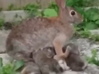 畑のそばに巣穴を作った野ウサギ母さん、子ウサギたちに献身的な愛を注ぐ