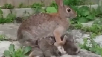 畑のそばに巣穴を作った野ウサギ母さん、子ウサギたちに献身的な愛を注ぐ