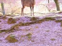 現実とは思えない...〝桜と鹿〟のツーショットに4.3万人うっとり　「日本の美しさを表現した絶景」