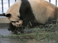 昨年12月に上海野生動物園で病死したグオグオとホアシュン