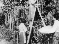「スパゲッティの木」1957年のイギリスのエイプリルフールネタから得られる教訓とは？
