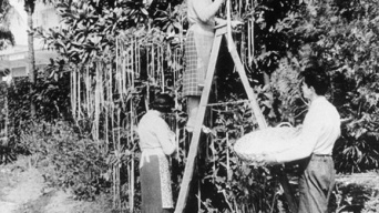 「スパゲッティの木」1957年のイギリスのエイプリルフールネタから得られる教訓とは？