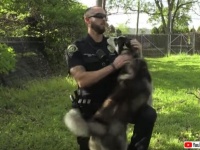 フェンスにくくりつけられたハスキーを救出した警官、すっかりほれ込み無事飼い主となる