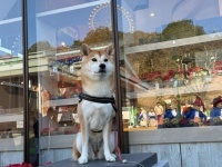 「全都道府県に配置してほしい」　最高すぎる〝犬用フォトスポット〟に4.4万人羨望...本犬もドヤ顔です