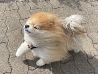 〝強風オールバック〟になっちゃったポメラニアンに20万人夢中　「可愛いすぎて泣きそう」