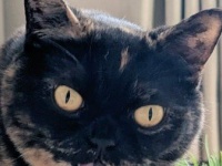 独特すぎる食べ方をする猫に8.4万人困惑　「そうめん？」「喉に刺さらない食べ方を考案したのかな」