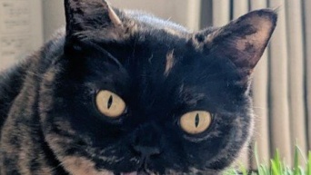 独特すぎる食べ方をする猫に8.4万人困惑　「そうめん？」「喉に刺さらない食べ方を考案したのかな」