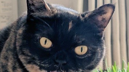 独特すぎる食べ方をする猫に8.4万人困惑 「そうめん?」「喉に刺さらない食べ方を考案したのかな」