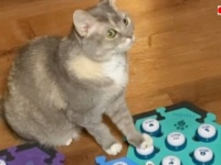 「それ、ちょっとどかしてくれニャいかしら」おしゃべり猫のビリさん、抱っこをねだるもパソコンが邪魔だった模様