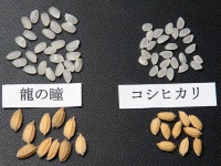 株式会社　龍の瞳のプレスリリース画像