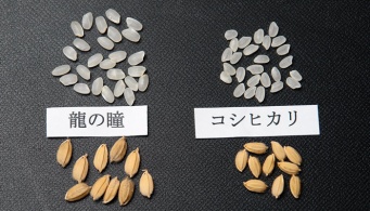 株式会社　龍の瞳のプレスリリース画像