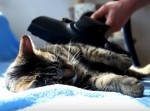 【猫】吸われて気持ちいいか、吸って気持ちいいか
