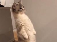 むっ、見たな？すっくと二本足で立つ猫に中の人の存在を疑ってしまう件