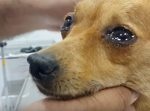 抱きしめてあげたい…！　保護されたワンちゃんが目を涙で潤ませる。