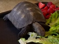 ずっと一緒。これからも一緒。10歳の誕生日にもらった亀と56年過ごす女性