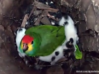 やさしい世界。母猫に捨てられた子猫3匹を巣の中で守っていたインコ