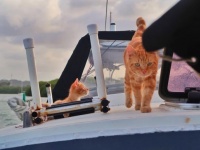 行き場のなかった野良猫がヨットの船長となった。そしてもう1匹、同じ境遇だった子猫が船員に加わる。