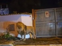 イタリアで脱走したライオンが路上を徘徊し住民パニック