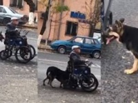 おじいさんは大切な人。飼い主おじいさんの車椅子を懸命に押す犬（カザフスタン）