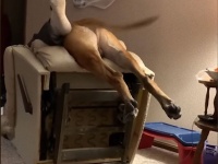 犬の愛が重すぎた。飼い主に抱き着いた勢いで椅子ごと押し倒しそのままホールド