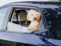 散歩中に道に迷った犬、タクシーをヒッチハイクし往復160kmの旅のあと無事帰宅