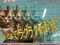 良すぎる...　愛猫家社員の「激推し」で生まれた、西国分寺駅ポスターにほっこり