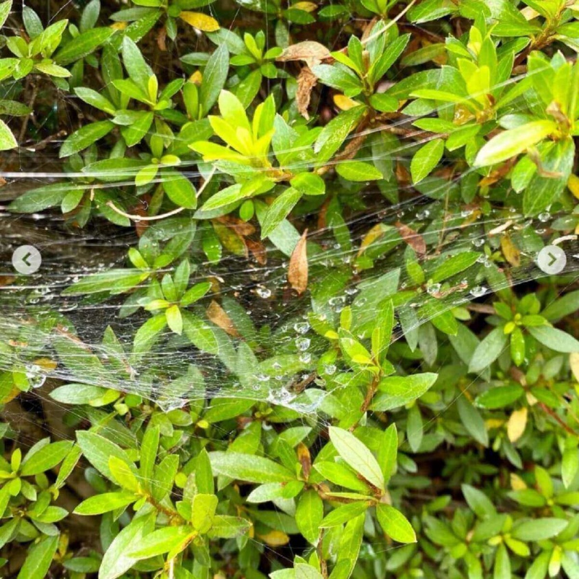 インスタグラム：工藤静香(@kudo_shizuka)より