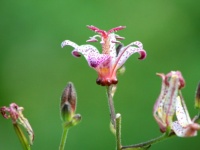 ミステリアスな魅力。「色気のある女性」の特徴4つ