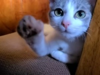 つぶらな瞳は何を語る？保護子猫、飼い主さんを見つめながらそっと手を差し伸べる