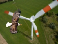 鳥が近づくと風力発電のタービンが止まる。スマートカメラが鳥の衝突事故を大幅に減らす
