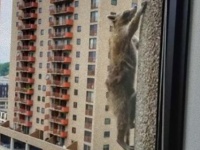 スパイダーはアライグマだった？25階建てのビルを上るアライグマが発見される。