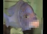 人間よりもセクシー！？　プルプルすぎる唇を持った魚が話題に。