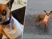 コロナで外出制限中の男性、あのお菓子が食べたくて、愛犬に「おつかい」させる。作戦成功！（メキシコ）※追記あり