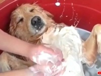 愛犬たちの「いい湯だな…」これぞ至福の時！お風呂を満喫する犬たち総集編