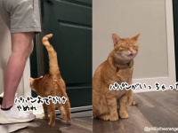 せつなさエンドレス。悲しみの鳴き声がとまらない、飼い主に外出された時の猫の反応