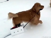 猫さん行くよ！雪上を走る犬ぞり、運ぶのは箱に入れた猫