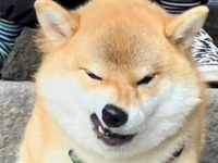 もしや何か企んでます？　「計画通り」と言わんばかりの柴犬さん、激写される