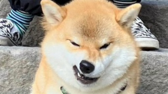 もしや何か企んでます？　「計画通り」と言わんばかりの柴犬さん、激写される