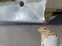 このカエル、できる！水分補給に最適の場所を見つけたカエルの入浴シーン