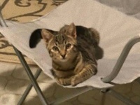 お気に入りの椅子にちょこんと座っていた侵入者は猫だった。今日もNNNミッションコンプリート