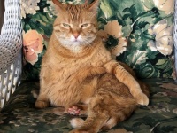 愛するのはおじいさんだけ。飼い主も子供も動物も敵認証する猫
