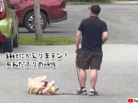絶対に帰りたくないゴールデン。死んだふりして飼い主を困らせるも強制撤収