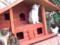 冬に備えて猫たちのおうちを作ったよ！ダルタニャンと仲間たちに豪華な冬の家をプレゼント